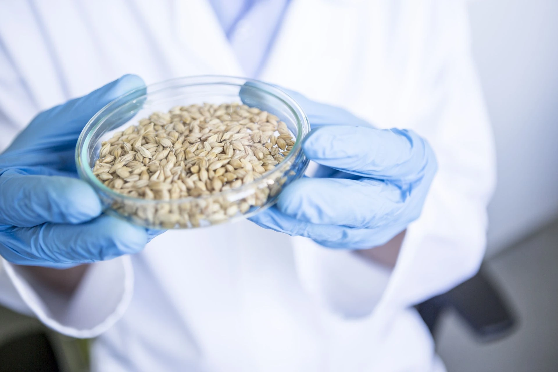 Lab technician holding petri dish with wheat seeds for pesticide-free grain quality testing Lab technician holding petri dish with wheat seeds for pesticide-free grain quality testing