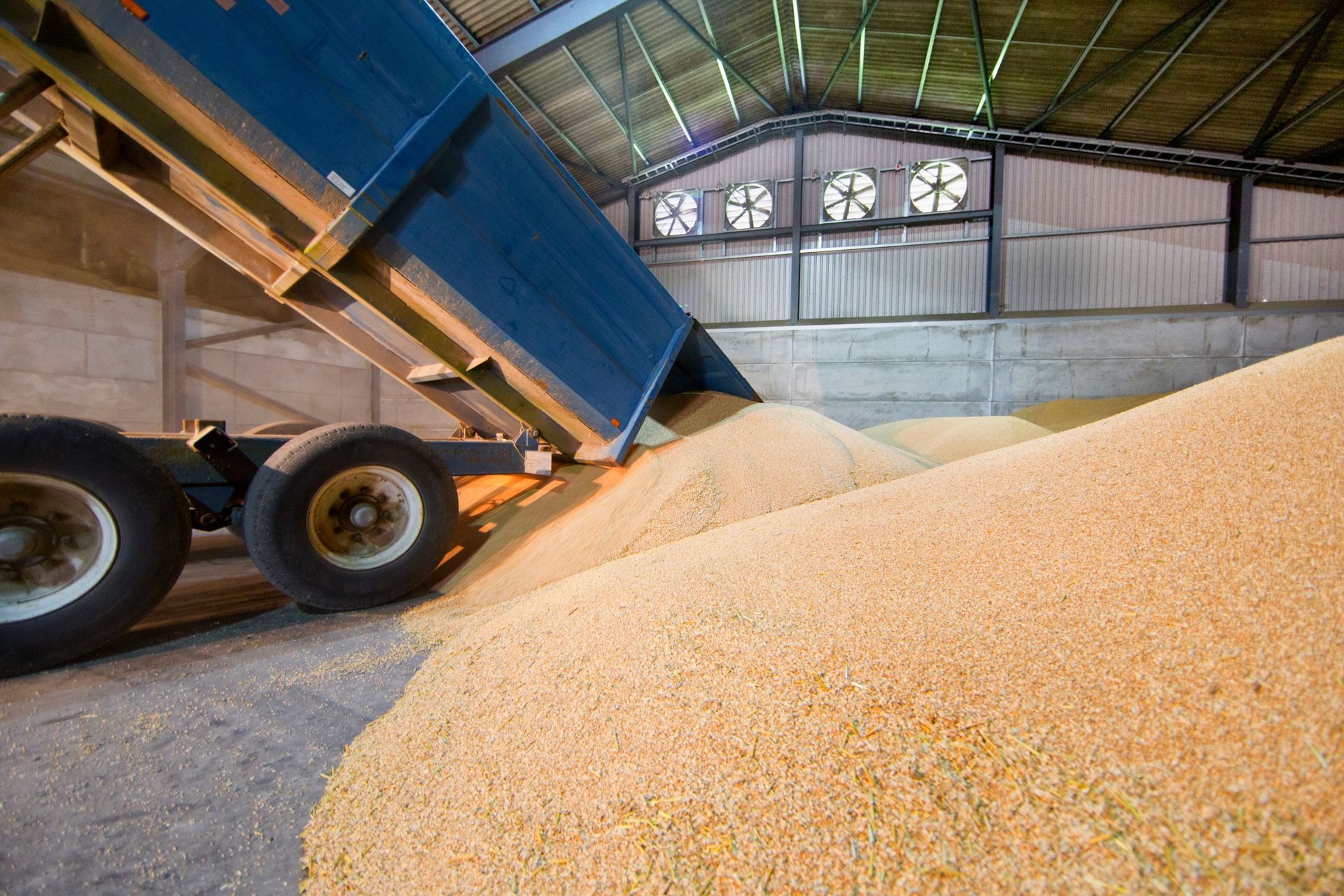 Truck unloading bulk grain into industrial storage warehouse Truck unloading bulk grain into industrial storage warehouse