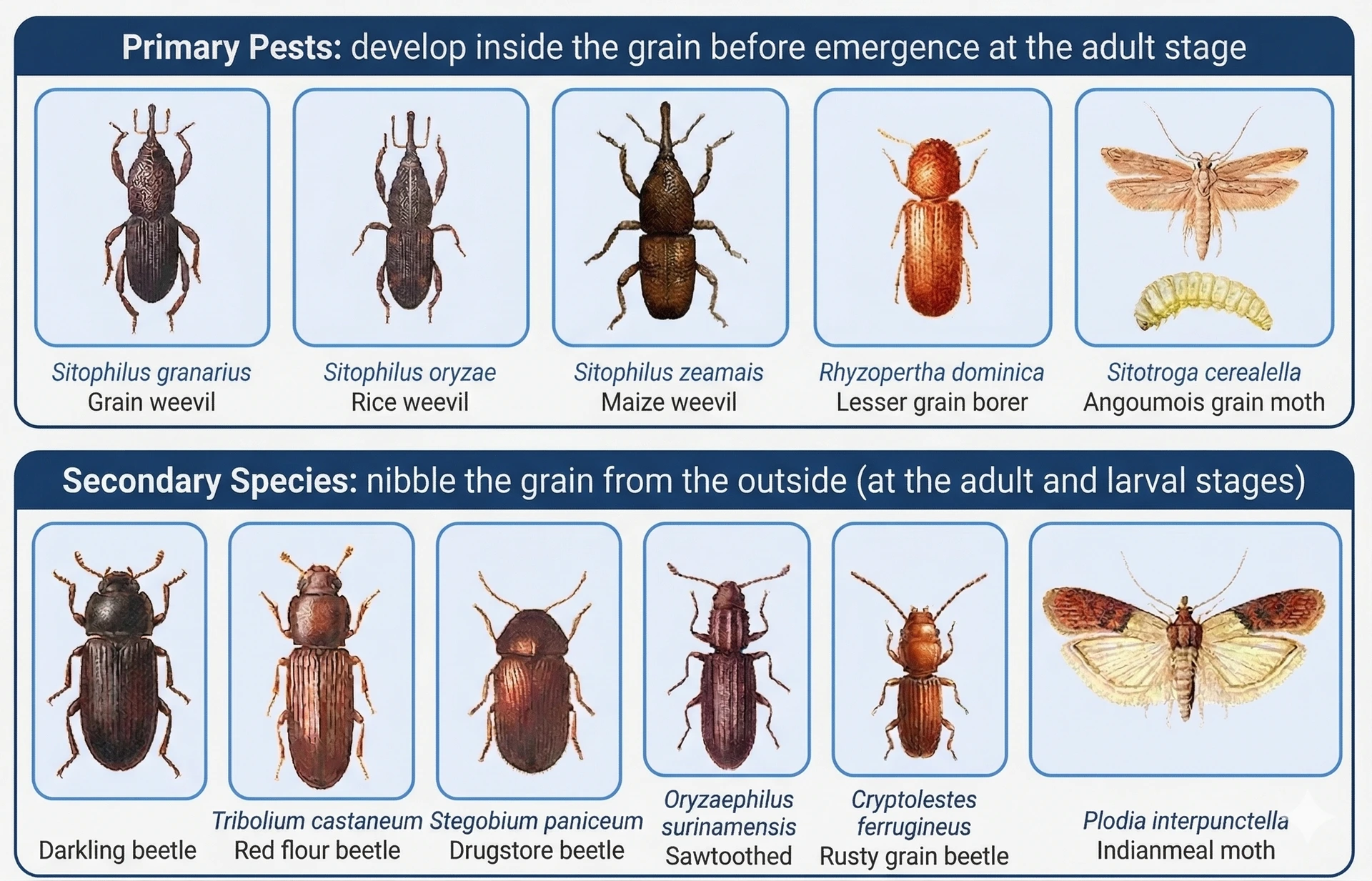Main insect species that can infest cereals in post-harvest storage, classified into two groups of differing harmfulness. Numerous insect species with different damage potentials can affect stored grain from the moment the storage begins. Infographic of primary and secondary stored-grain pests: weevils, grain borer, moths, flour and sawtoothed beetles