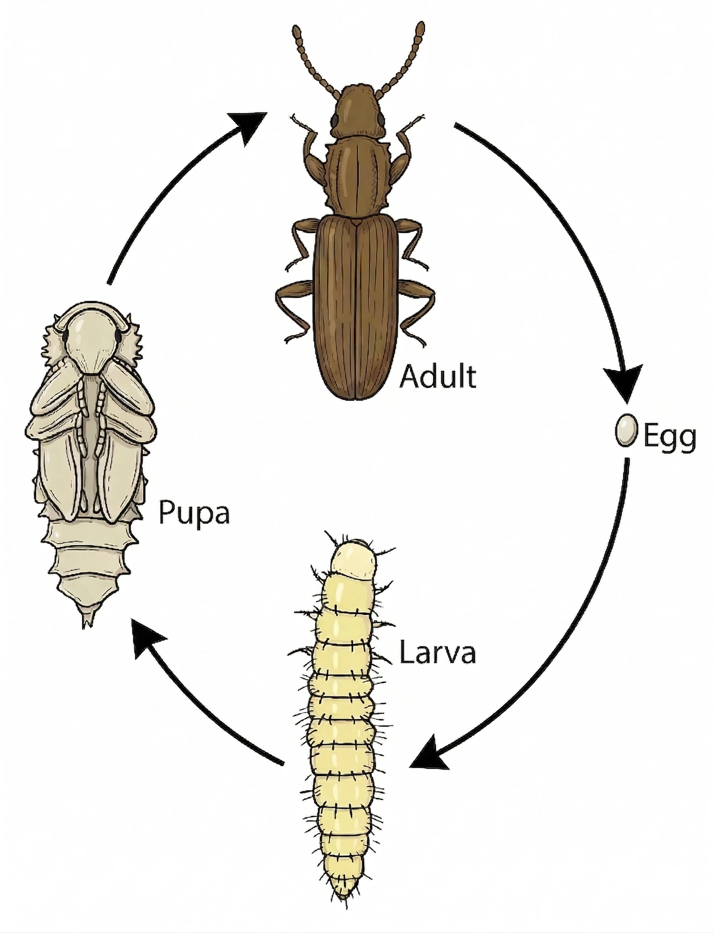 Development cycle of a secondary specie without hidden forms. Coleoptera life cycle diagram: egg, larva, pupa, adult with circular arrows