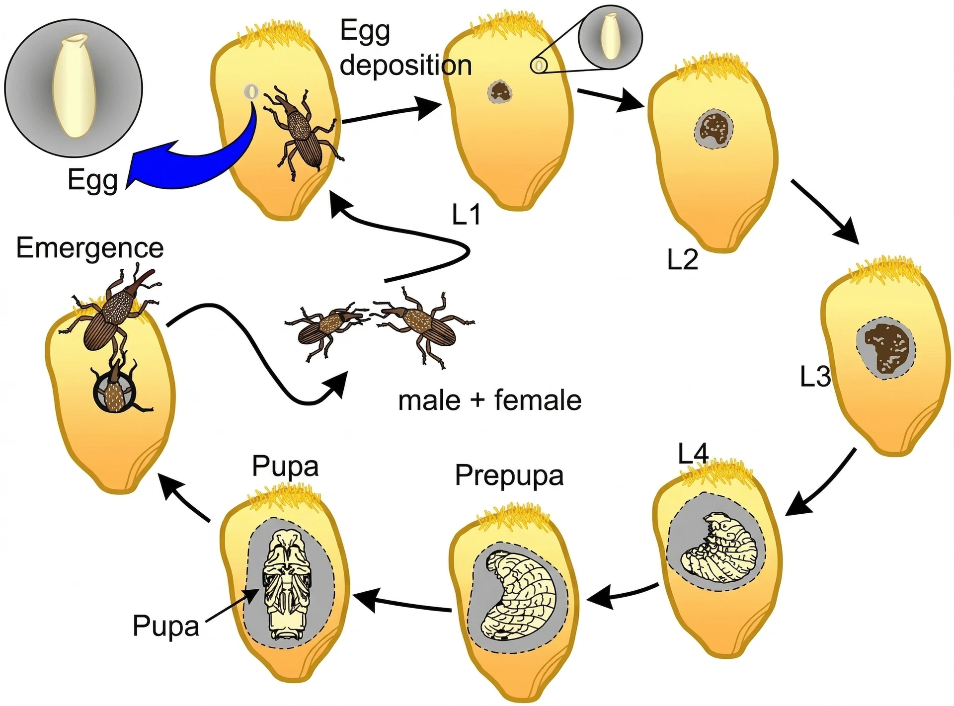 Weevil development cycle, with all juvenile stages (from egg to adult before emergence) hidden in the grain. Grain weevil life cycle stages in stored grain: egg, larvae (L1–L4), pupa, emergence, adult mating