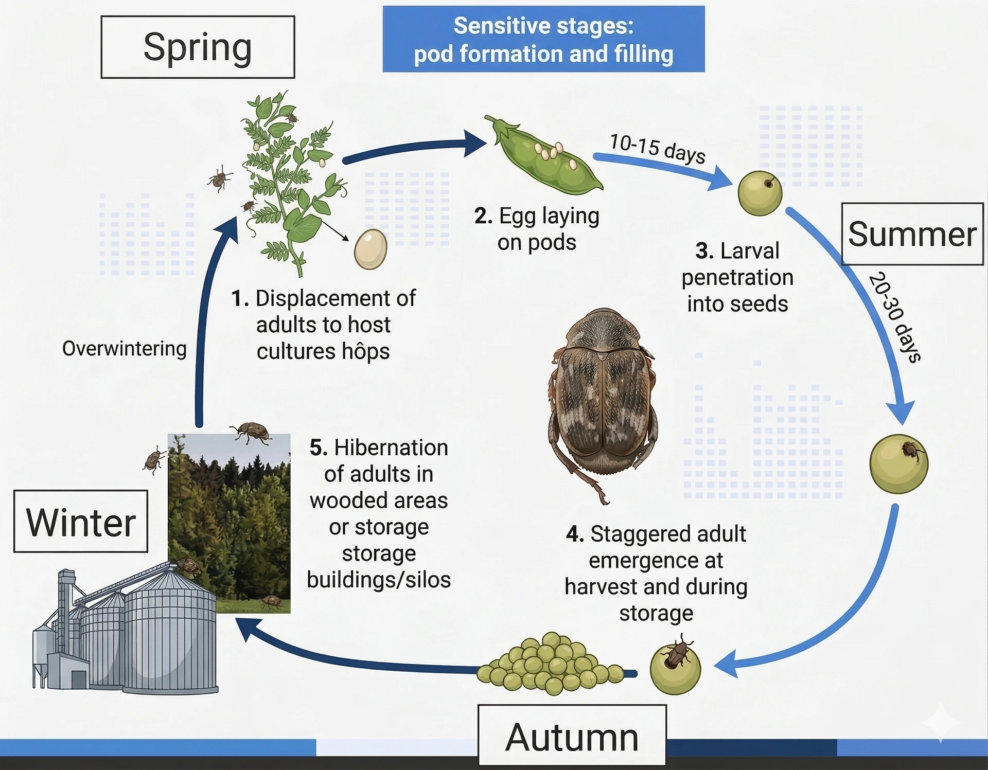 Cycle of the lentil bruchid, Bruchus signaticornis, which infests pods in the field and emerges from seeds over a long period if disinsectisation is not carried out immediately after harvest. Lentil bruchid lifecycle diagram: eggs on pods, larvae enter seeds, adults emerge in storage, hibernation