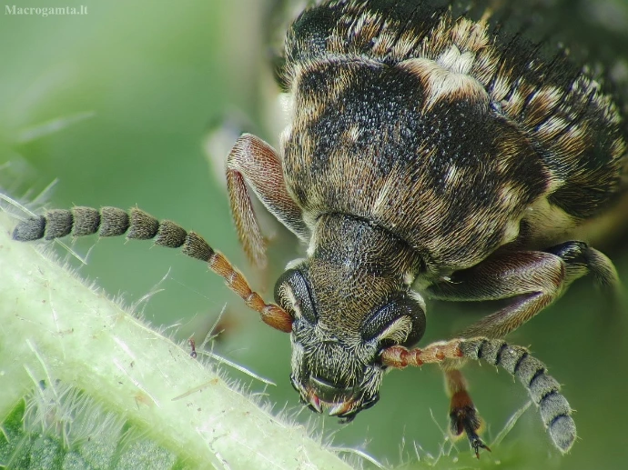 Bean weevil (Bruchus rufimanus) macro on green plant stem, showing antennae and compound eyes