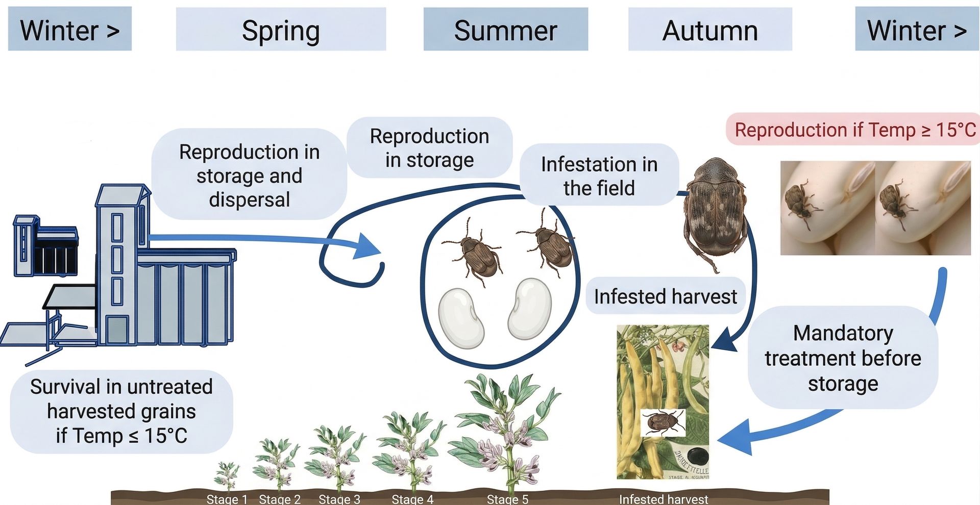 Legume bruchid beetle lifecycle infographic showing field infestation, seasonal stages, storage reproduction, and treatment