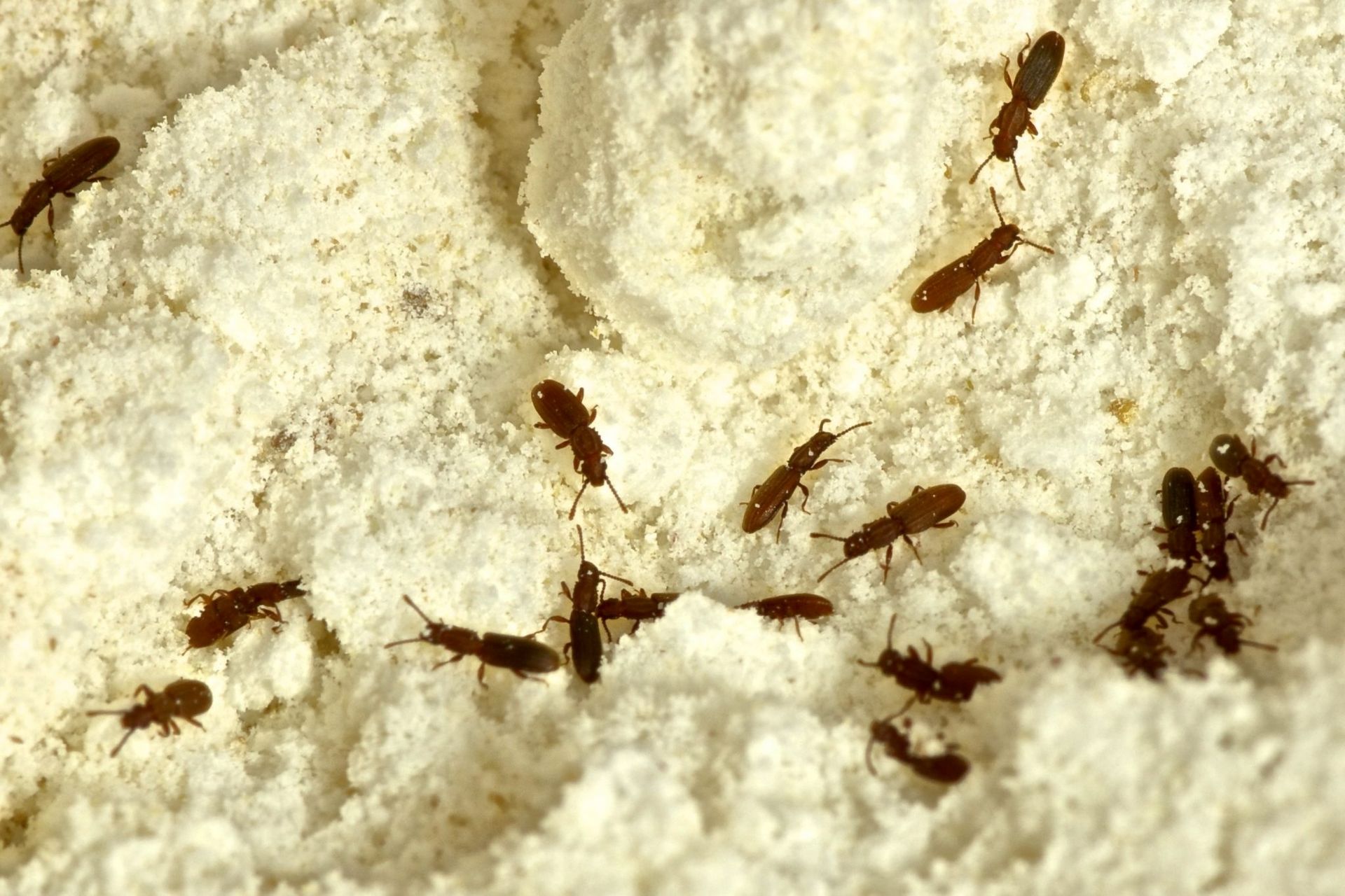 Les charançons des céréales infestent la farine stockée, risque de contamination par des nuisibles dans les entrepôts de céréales et de denrées alimentaires Les charançons des céréales infestent la farine stockée, risque de contamination par des nuisibles dans les entrepôts de céréales et de denrées alimentaires