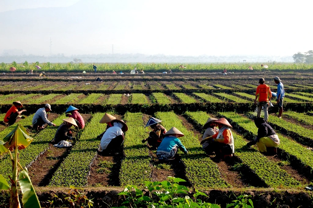 Des ouvriers agricoles s'occupant de plants de légumes dans les rangées d'une pépinière en plein champ Des ouvriers agricoles s'occupant de plants de légumes dans les rangées d'une pépinière en plein champ