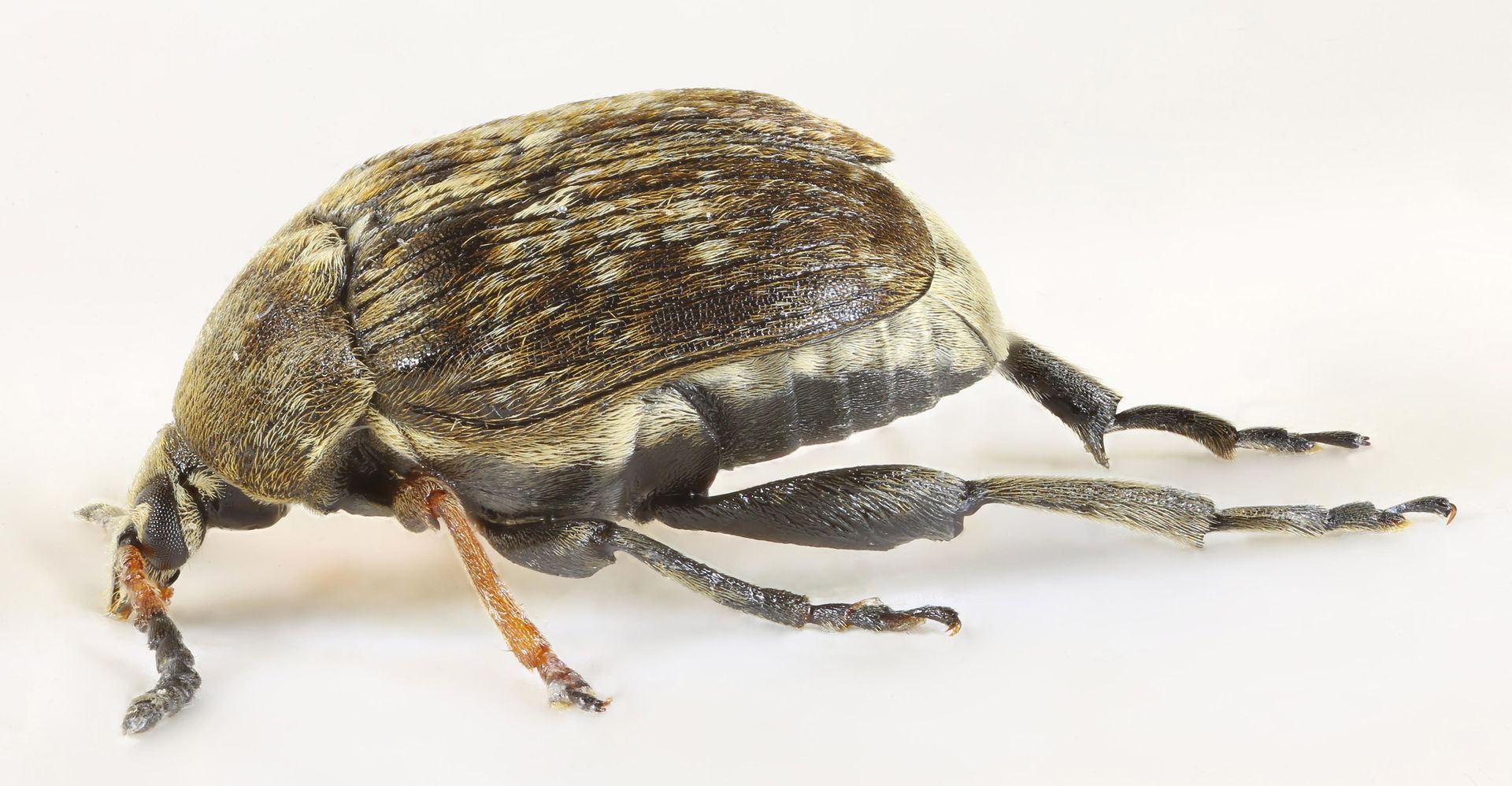 Bruchus rufimanus bean weevil side profile macro, major pulse crop pest affecting broad bean storage Bruchus rufimanus bean weevil side profile macro, major pulse crop pest affecting broad bean storage