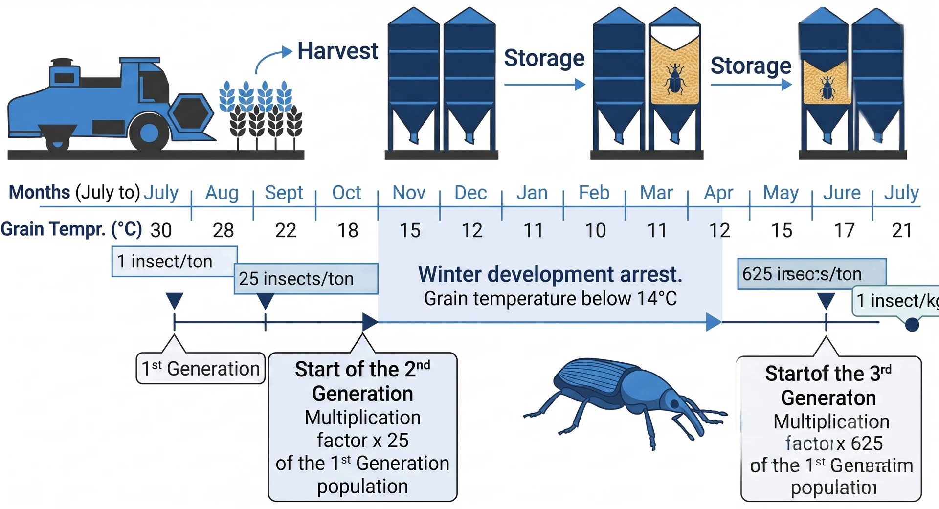 Grain storage pest lifecycle chart by month with harvest and storage grain temperature timeline Grain storage pest lifecycle chart by month with harvest and storage grain temperature timeline